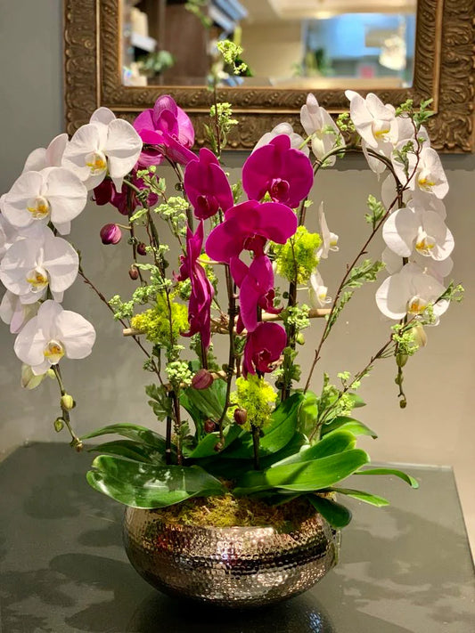 Phalaenopsis Orchids (5 / 6 / 8 / 10/ 12 Stems)