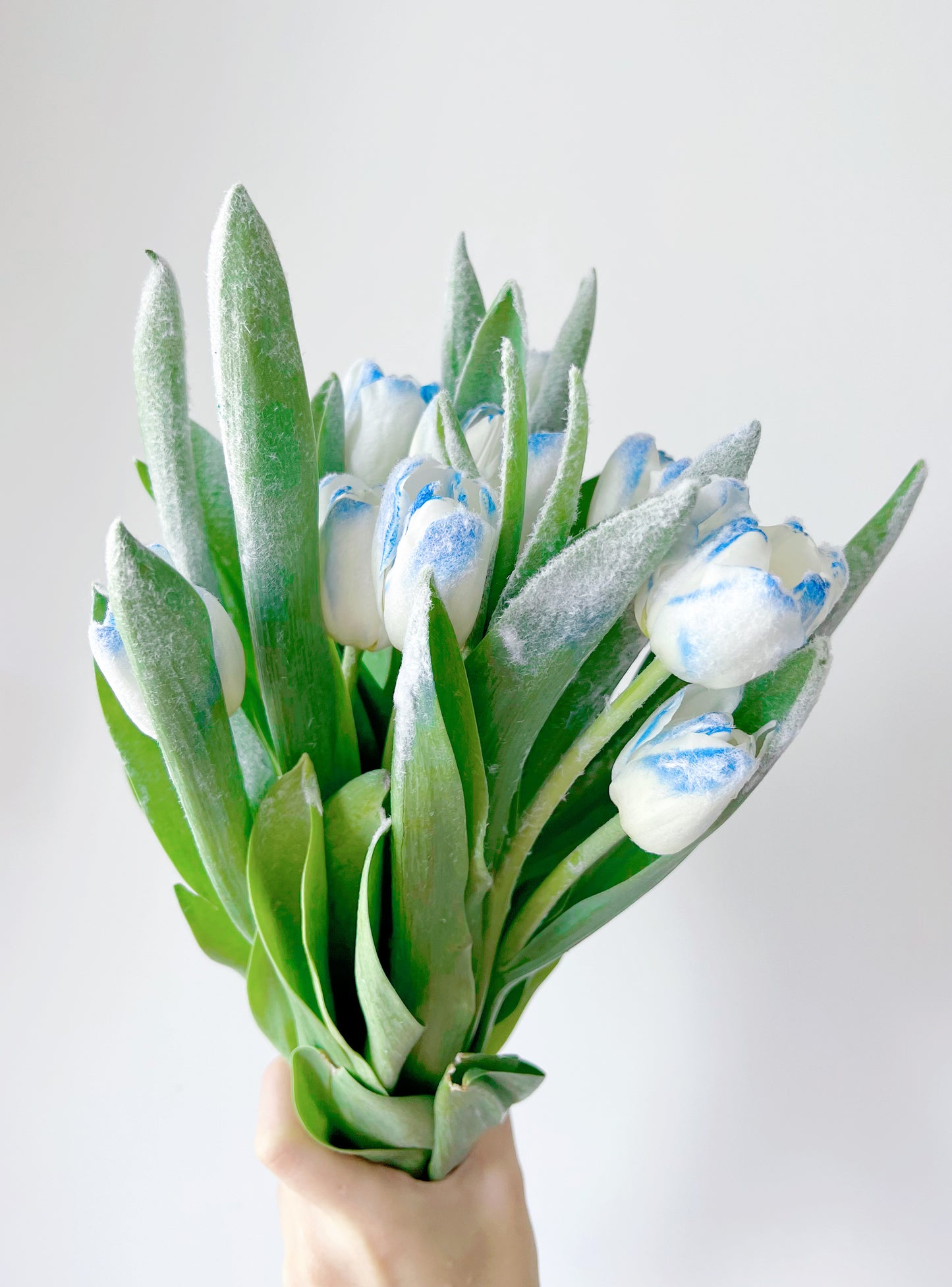 Glacier - Icy Blue Tulips