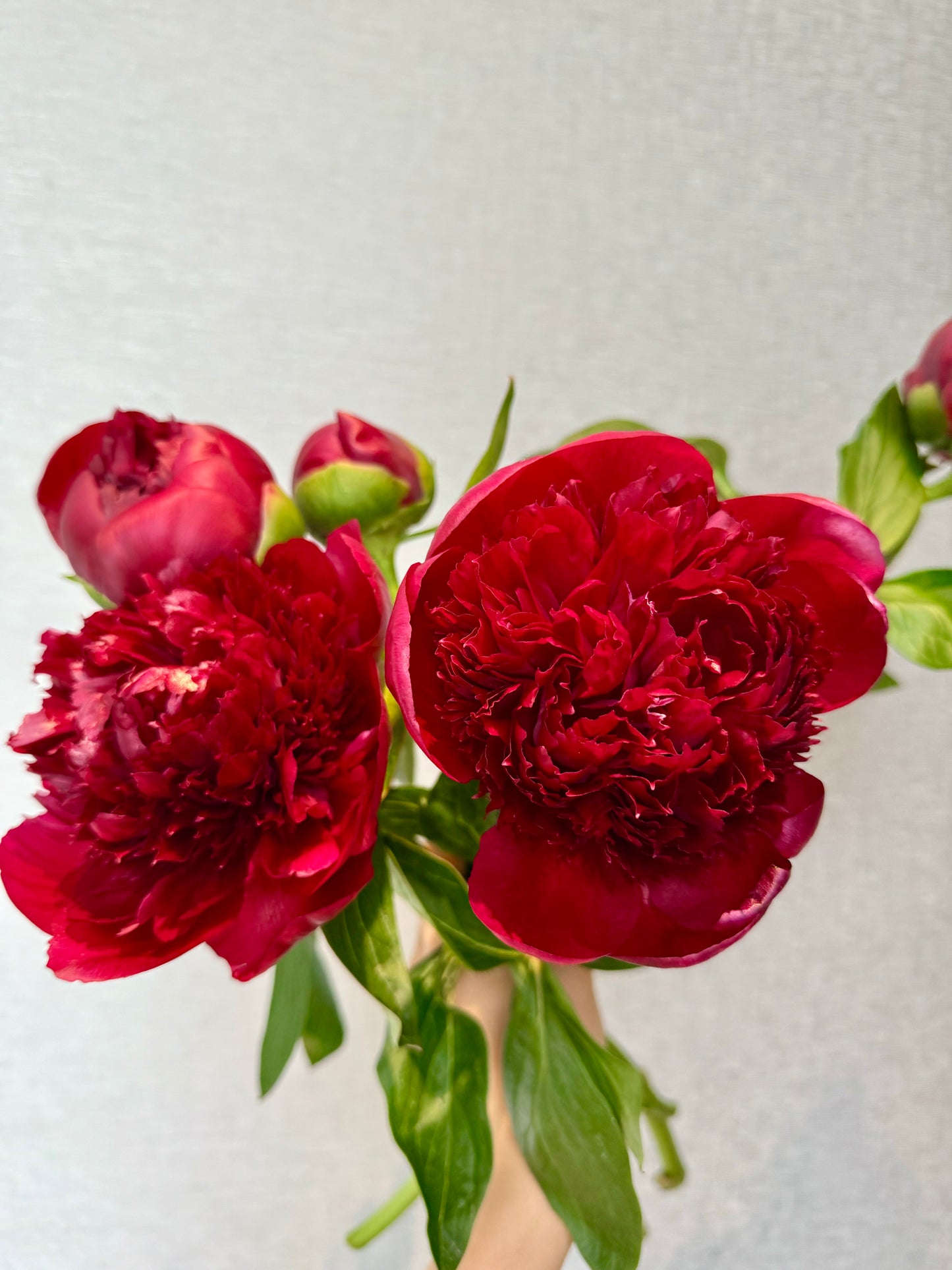 Harlow - Red Peony & Cymbidium