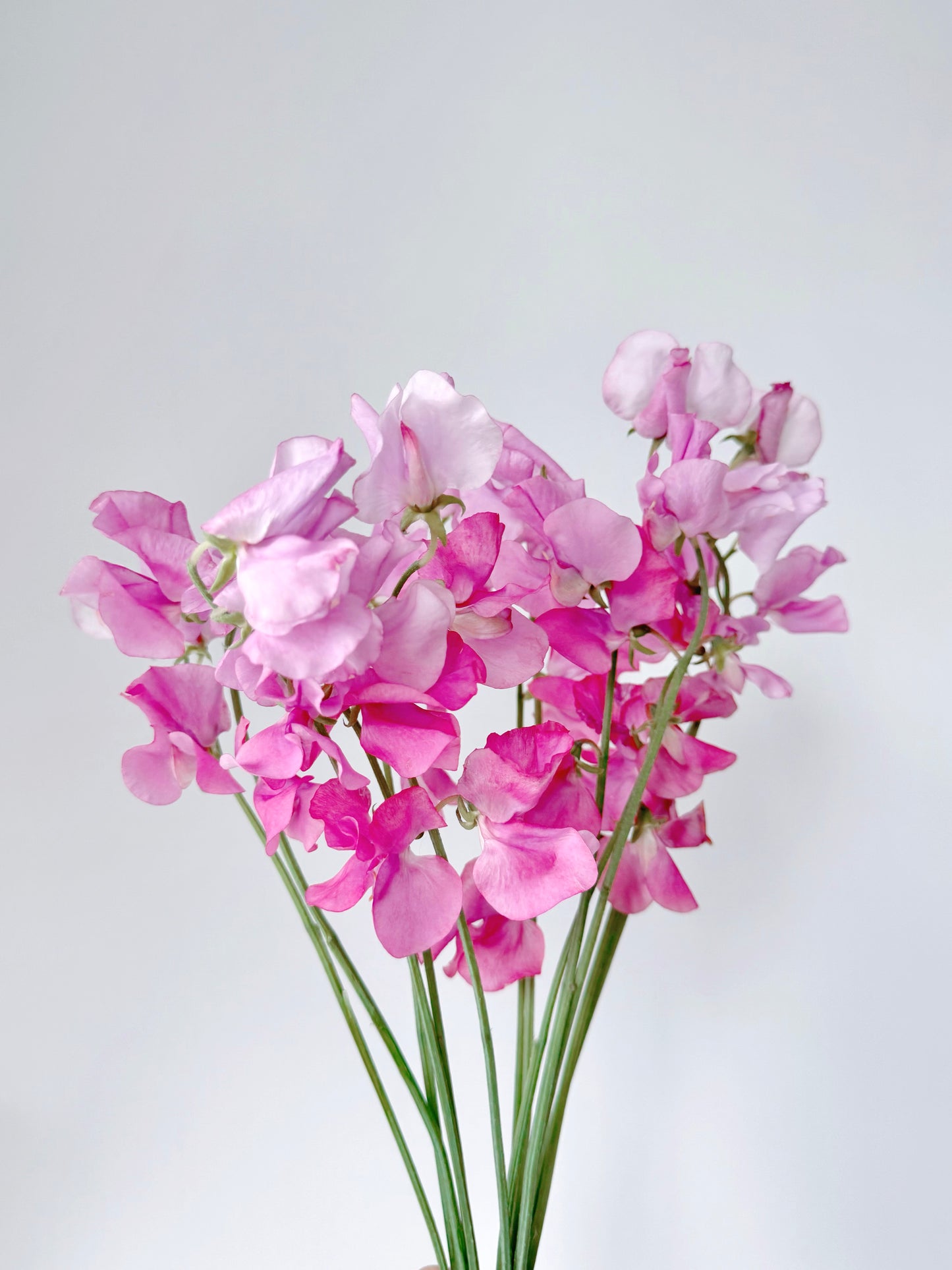 Hana - Japanese Sweet Pea, Orchid, Rose, Hydrangea