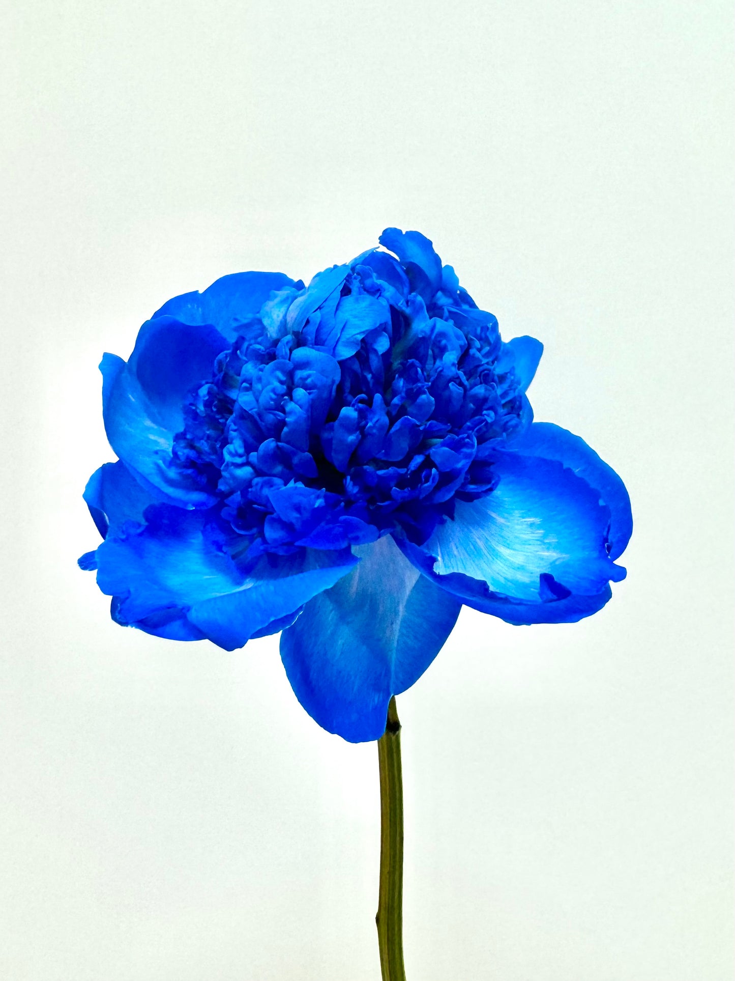 Kayla - Blue Peony, Hydrangea, Orchid